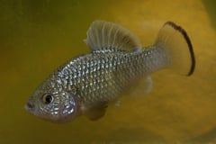 Adult male individual.
