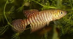 Adult male individual.