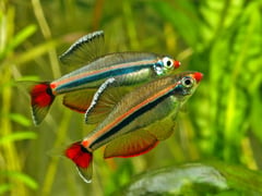 The colour pattern of adult males intensifies during aggressive interactions with other males.