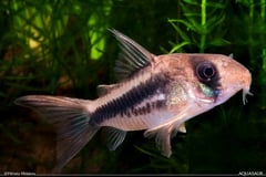 Young specimen.