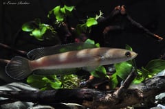 Subadult from the German aquarium trade.