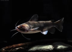 Specimen from the German aquarium trade measuring approximately 200 mm TL.