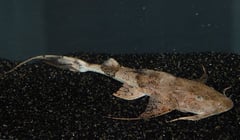 Specimen from the UK aquarium trade.