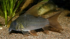 Adult male specimen.