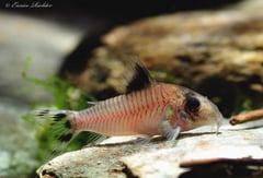 Specimen from the German aquarium trade.
