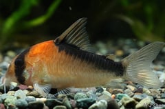 This species tends to exhibit a broader oblique dark body bar than the similar C. adolfoi.