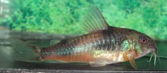 Specimen from the UK aquarium trade.