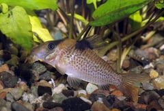 This species appears superficially similar to a number of congeners.