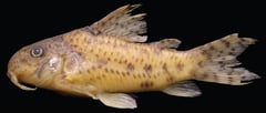 Specimen LBP 14596, 31.6 mm SL.