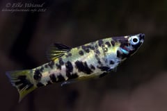 The spotted colour form is sometimes referred to as P. caudimaculatus 'reticulatus'.