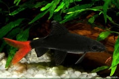 Subadult individual.