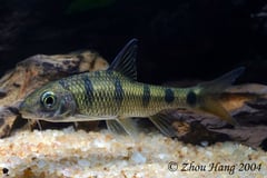Subadult individual in the aquarium.