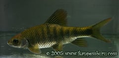 Adult male individual (note the presence of nuptial tubercules on the snout).