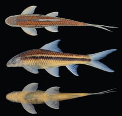 Crossocheilus elegans, holotype, ZRC 51184, 78.2 mm SL.