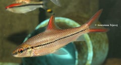 Adult specimen in the aquarium.
