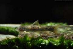 Specimen from the German aquarium trade.