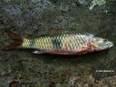 Specimen collected from the stream in the following images.