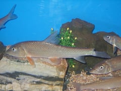 Individuals on sale in the Korean aquarium trade. The fish in the centre of the image has a damaged upper caudal-fin lobe.
