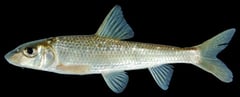 Subadult individual.