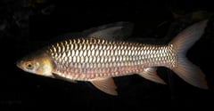 Adult individual.