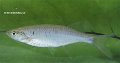 Specimen from Sarawak state, Malaysian Borneo.