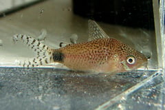 Adult male individual.