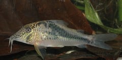 Specimen from the German aquarium trade imported as C. fowleri 'black Peru'.