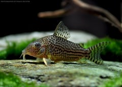 Specimen from the German aquarium trade.
