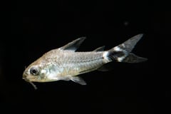 Specimen from the Brazilian aquarium trade.