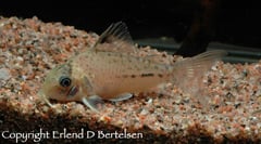 Specimen exported from Peru to Norway as C. lamberti.