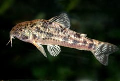 MACN 9233, live holotype, 36.0 mm SL.