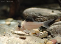Specimen from the German aquarium trade.