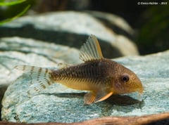 Specimen from the German aquarium trade.