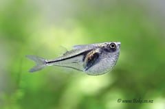 This species possesses an elongate body shape relative to congeners.