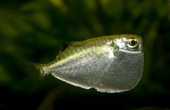 Specimen from the U.S. aquarium trade.