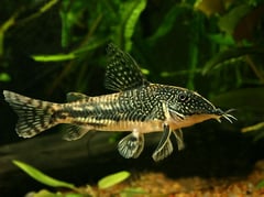 Young adult male from the UK aquarium trade.