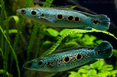 Adult pair, male above.