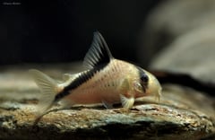 Specimen from the German aquarium trade.