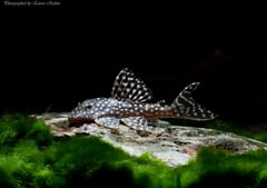 Specimen from the German aquarium trade.
