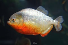 Specimen from the U.S. aquarium trade.