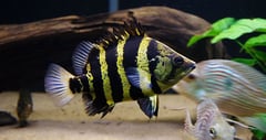 Subadult individual.