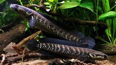 Adult pair, male upper.