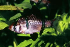 Specimen from the German aquarium trade.