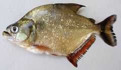 Adult specimen from the rio São Francisco.