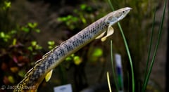 Juvenile bichir palmas in holding tank