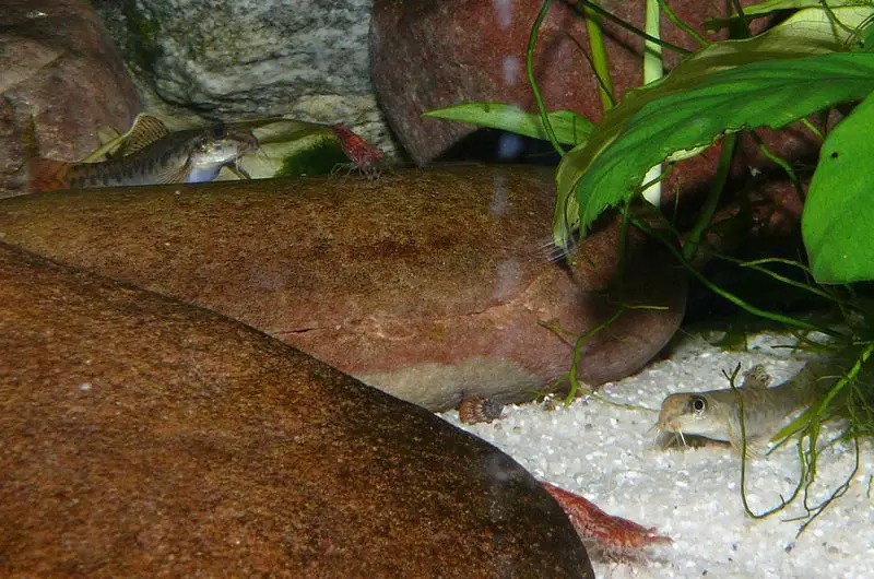 Acanthocobitis-130910_04.JPG Acanthocobitis-130910_04.JPG