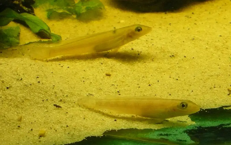 Teleocichla-sp-1.jpg Teleocichla-sp-1.jpg