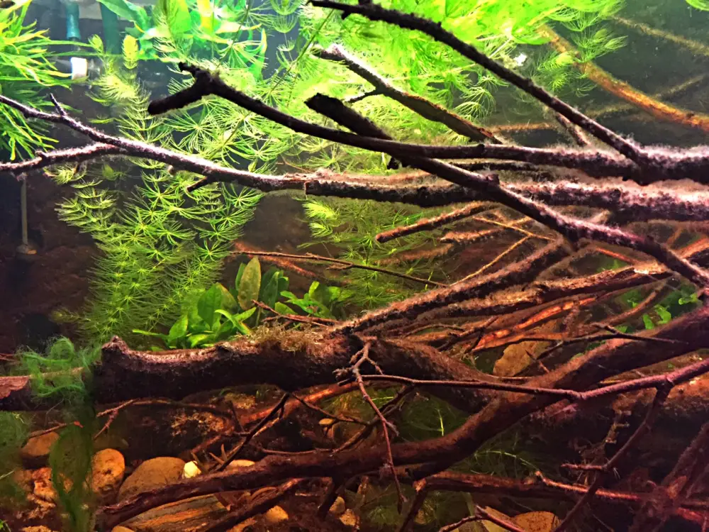 Foto-Kapuas-aquarium-1-1.JPG Foto-Kapuas-aquarium-1-1.JPG