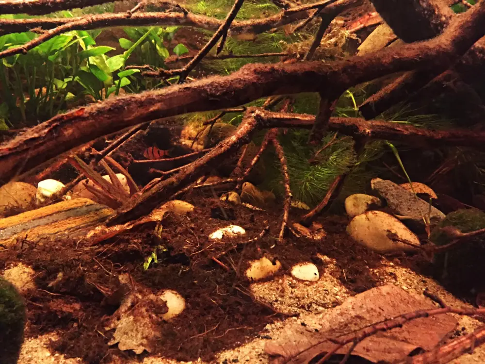 Foto-Kapuas-aquarium-3-1.JPG Foto-Kapuas-aquarium-3-1.JPG
