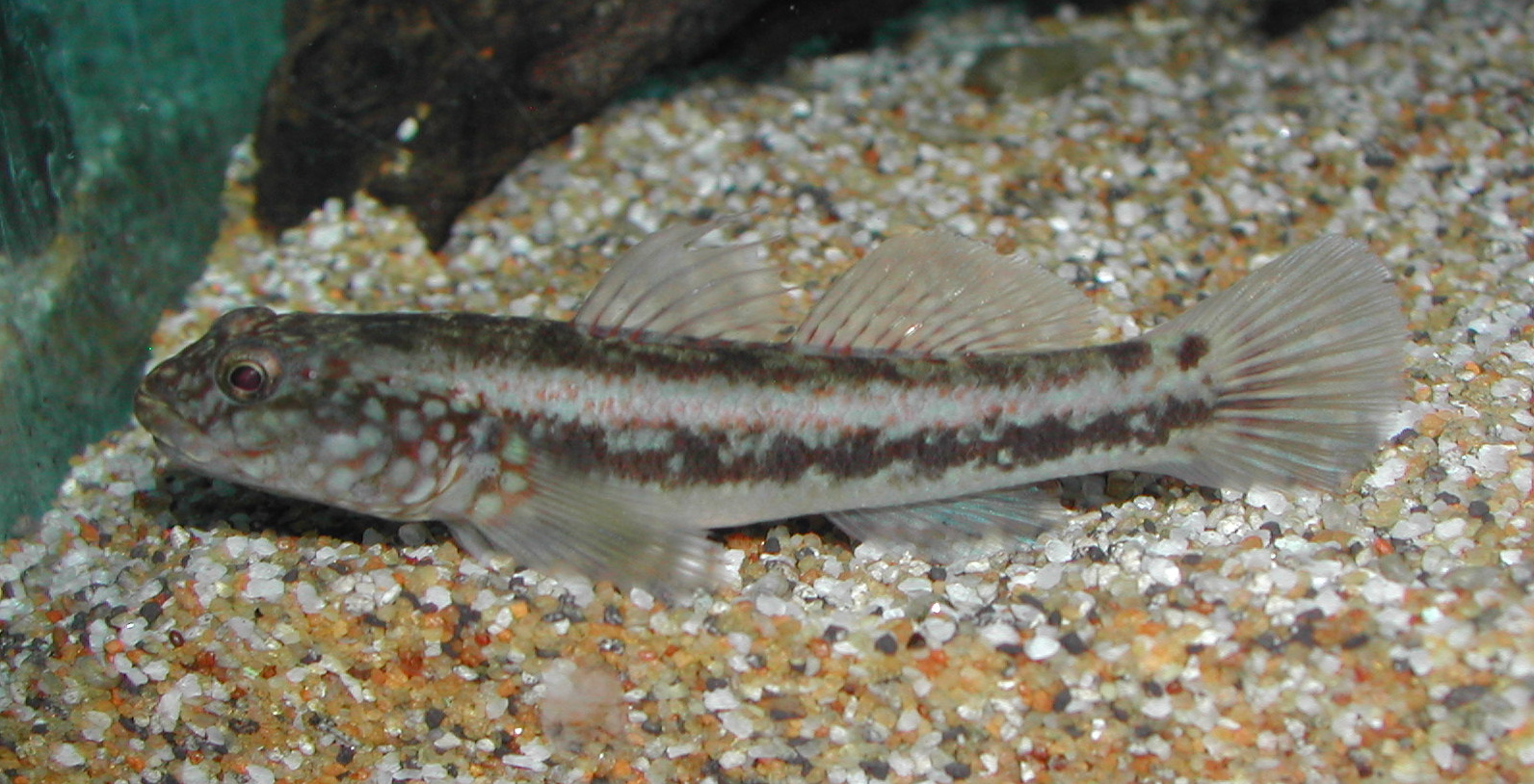 Papulogobius-uniporus-female.jpg